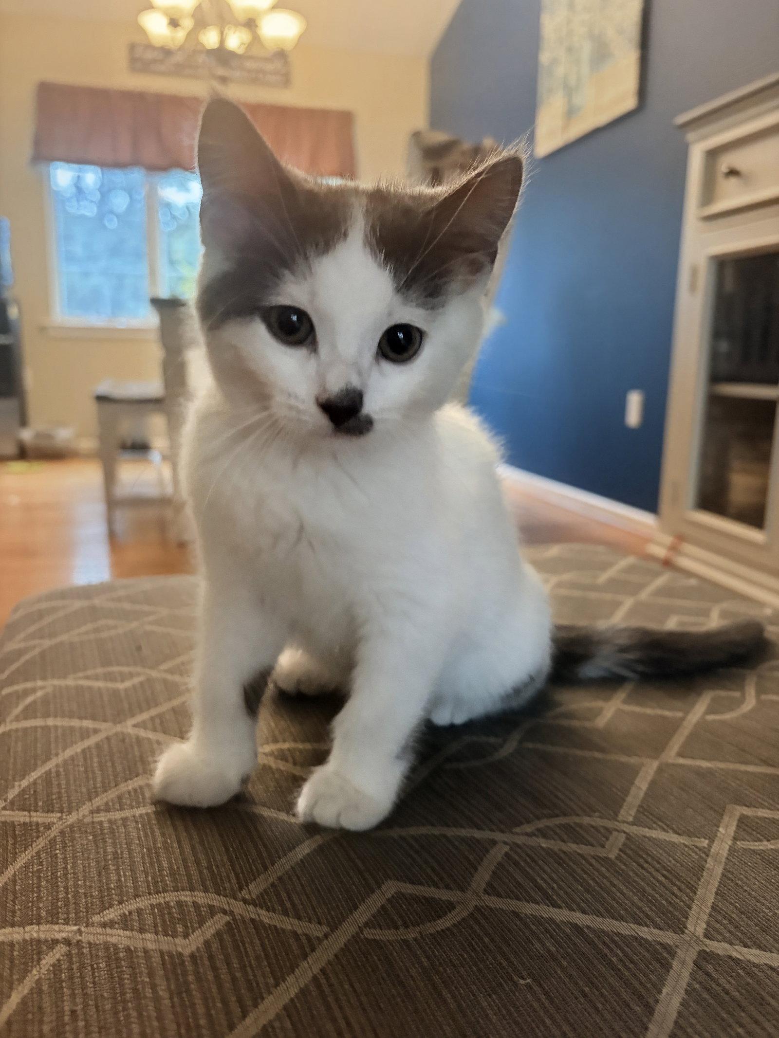 Evie Kitten, Adoptable, Kitten Female Domestic Short Hair.