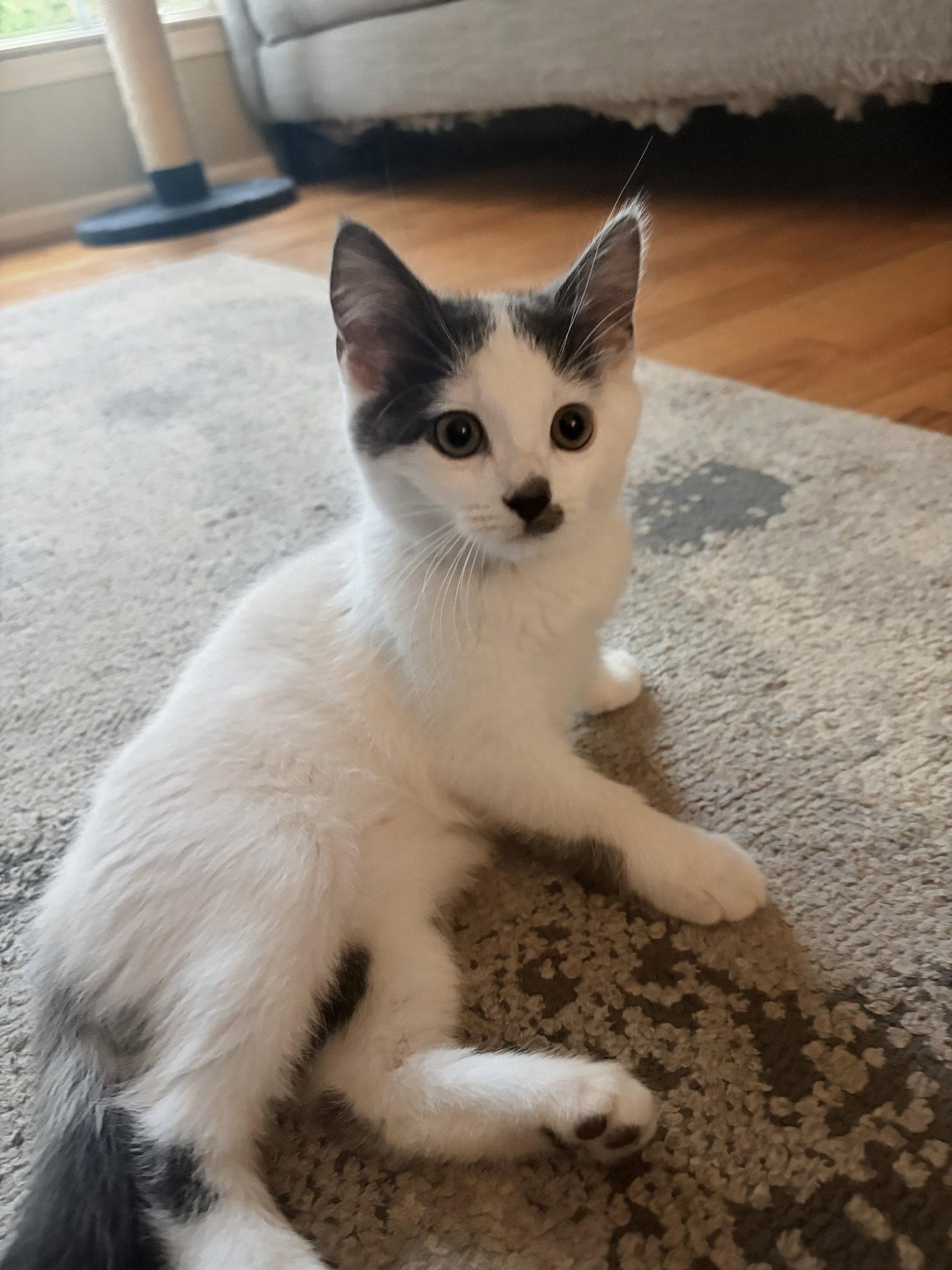 Enlarge Evie Kitten, a Adoptable Domestic Short Hair in Allentown, PA image 2/2