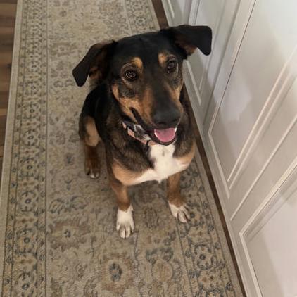 Auggie, Adoptable, Adult Male Mixed Breed.