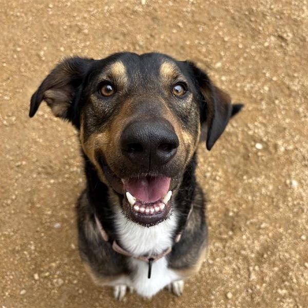 Enlarge Auggie, a Adoptable Mixed Breed in Bentonville, AR image 3/6