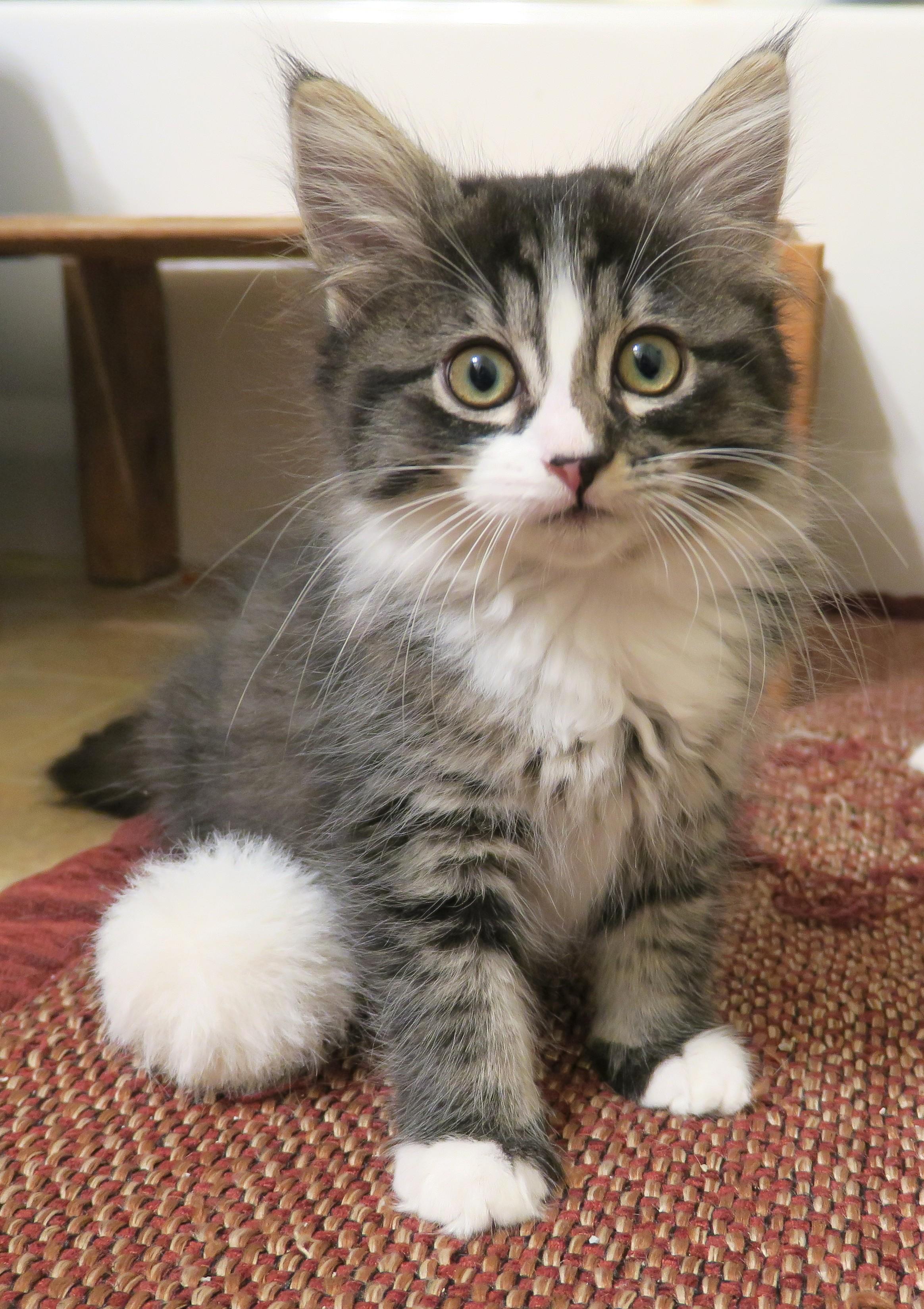 Enlarge Coco, an adopted mixed breed in Bow, WA image 2/6