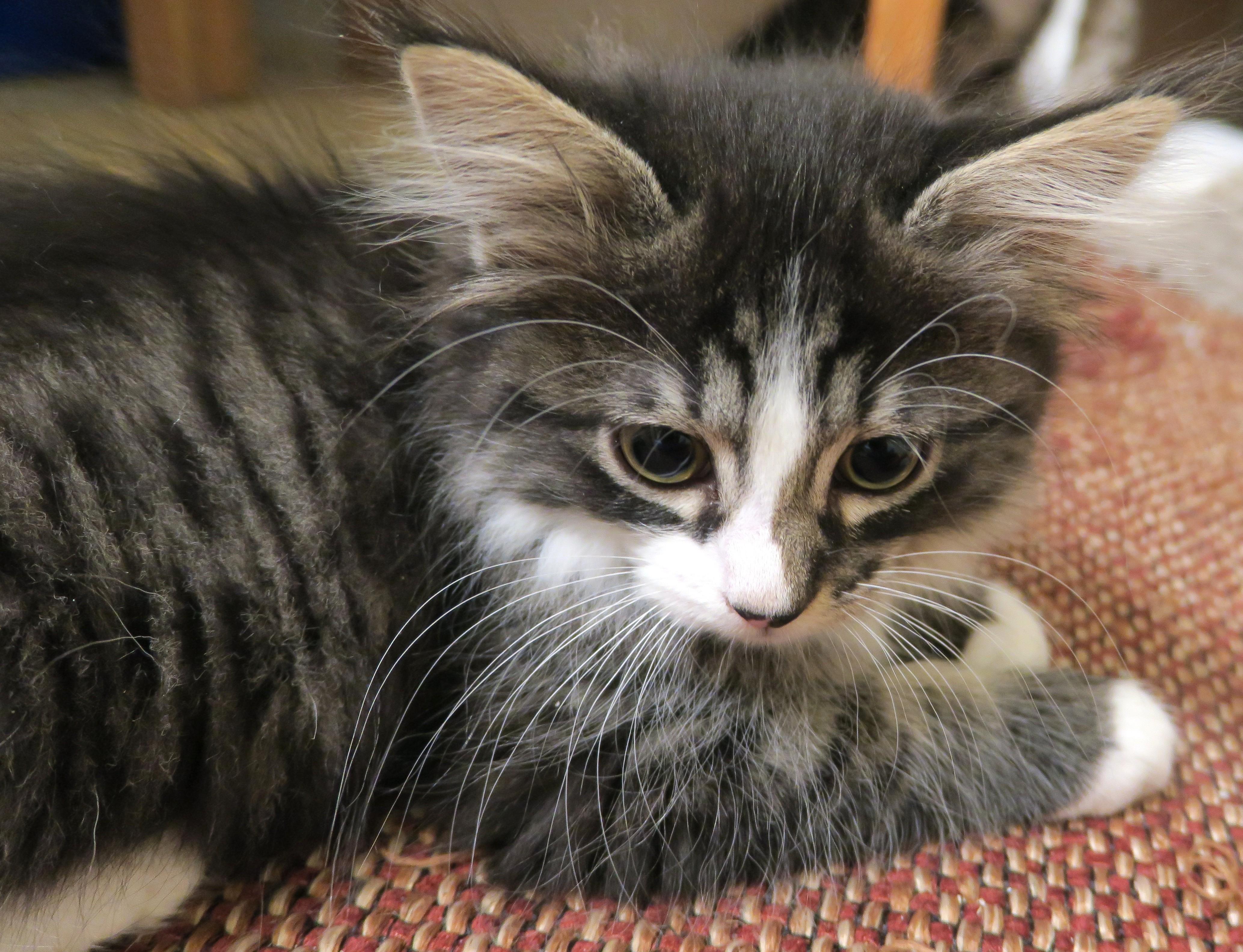 Enlarge Coco, an adopted mixed breed in Bow, WA image 5/6