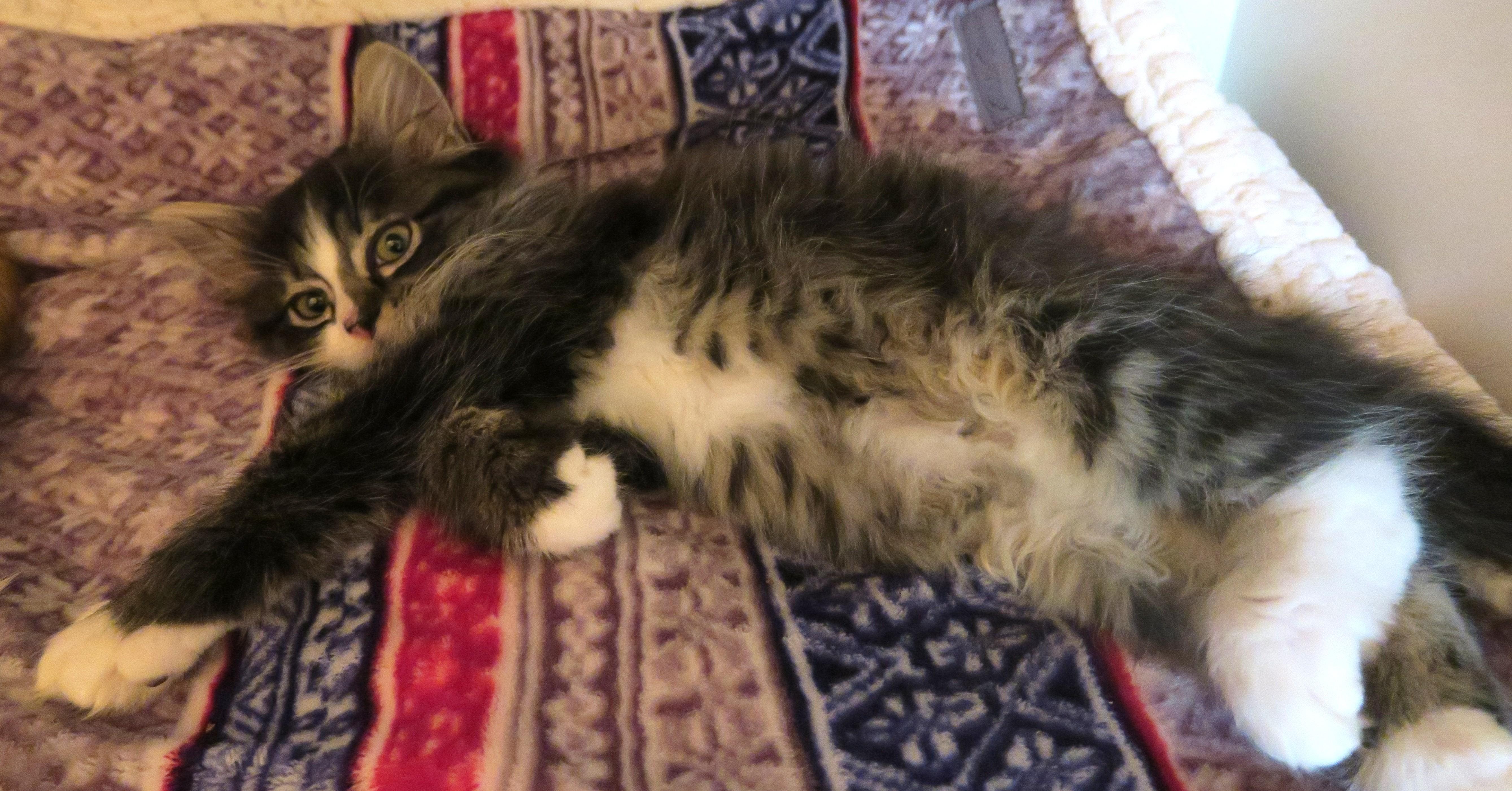 Enlarge Coco, an adopted mixed breed in Bow, WA image 6/6