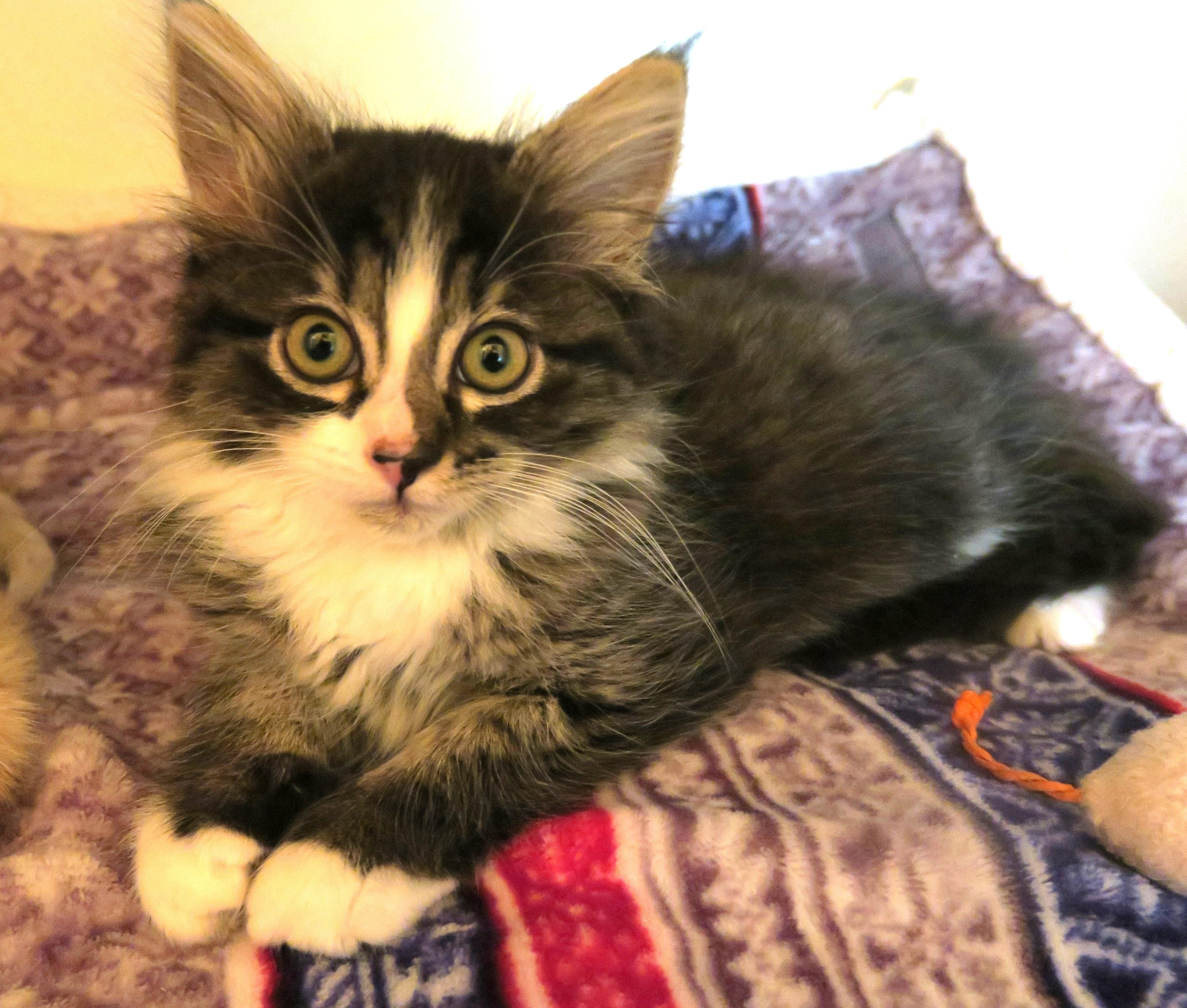 Enlarge Coco, an adopted mixed breed in Bow, WA image 3/6