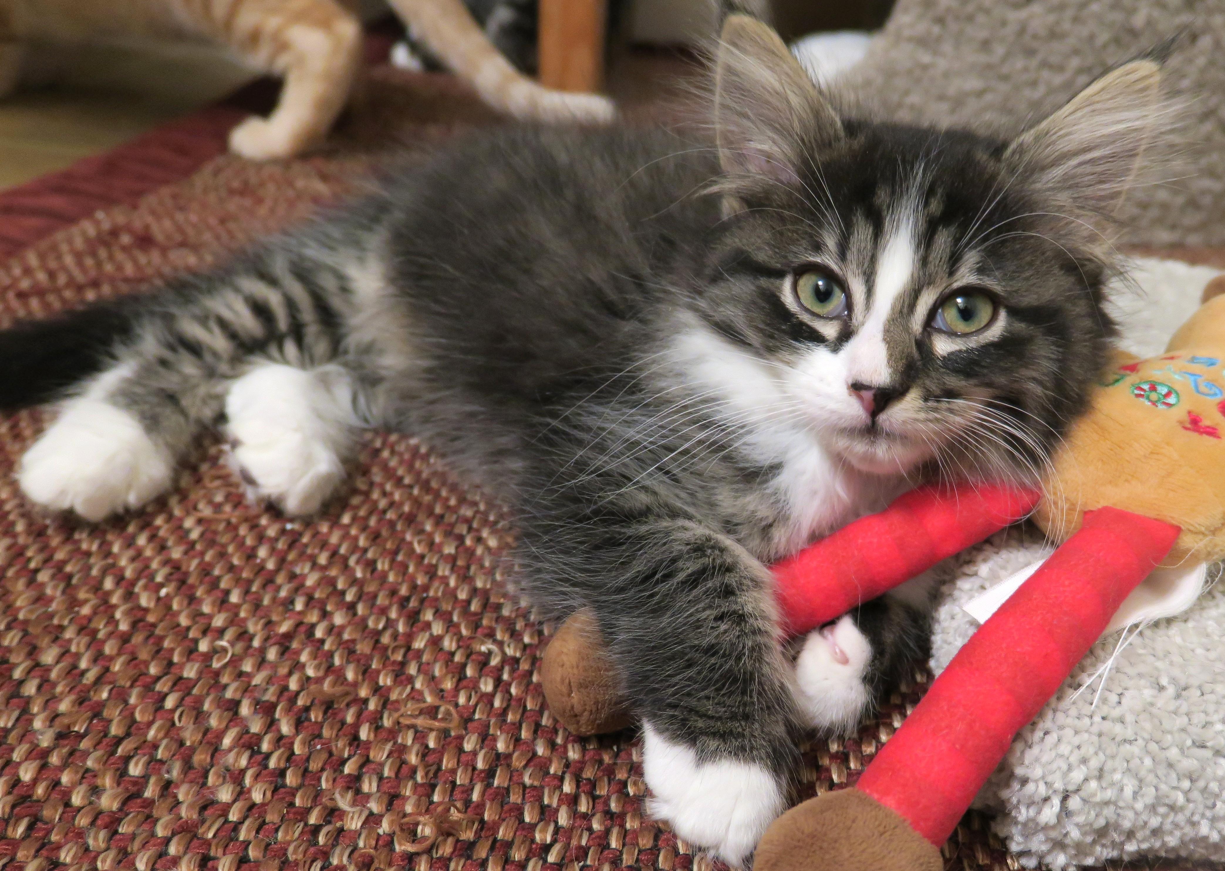 Enlarge Coco, an adopted mixed breed in Bow, WA image 4/6
