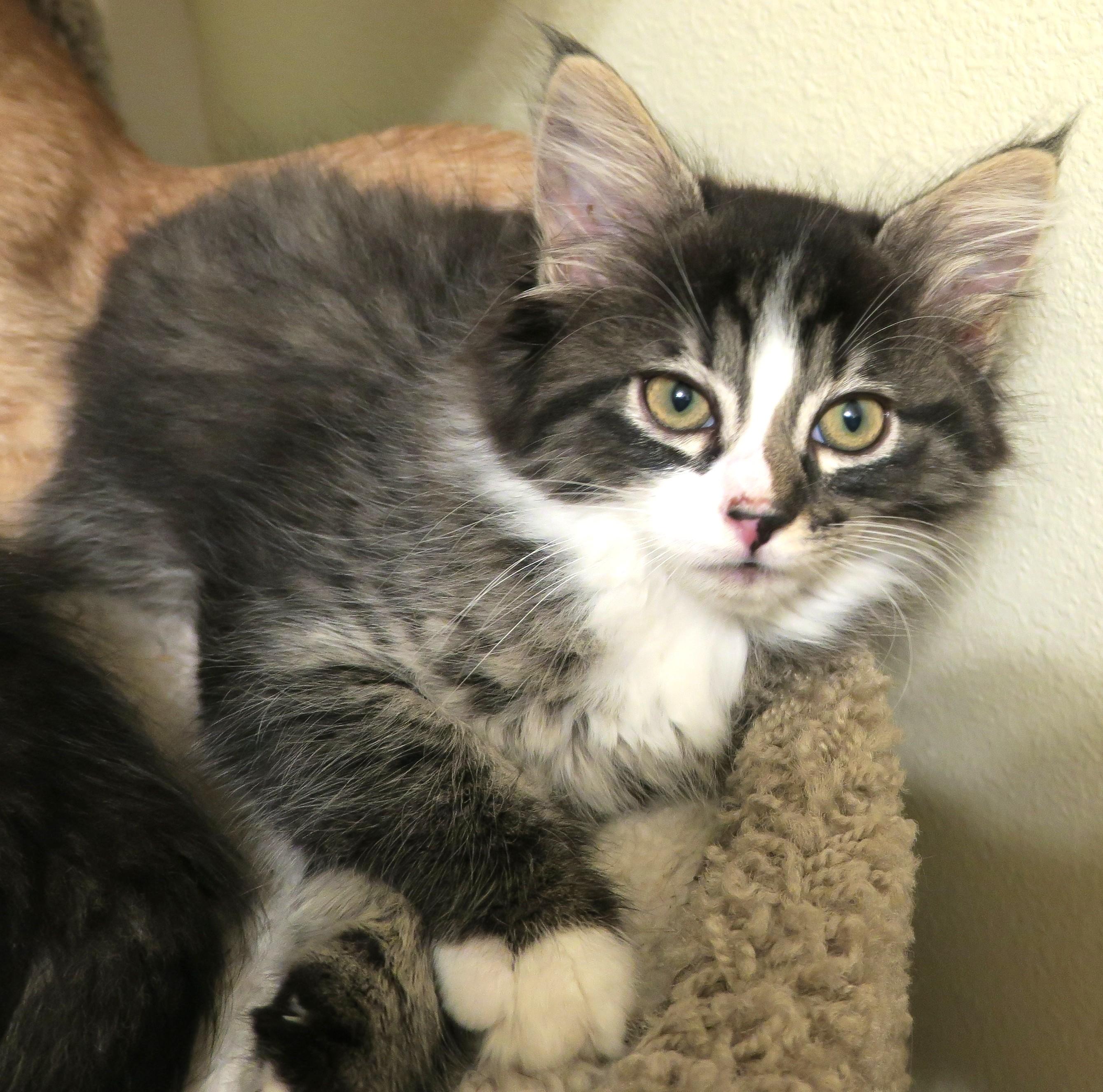 Coco, adopted, Kitten Female Maine Coon.