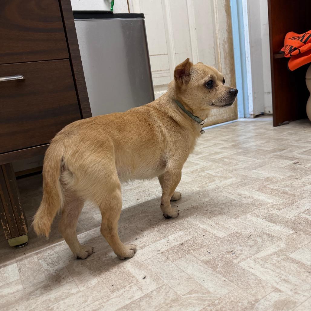Gelato / Hazard, Adoptable, Adult Male Chihuahua & Labrador Retriever.