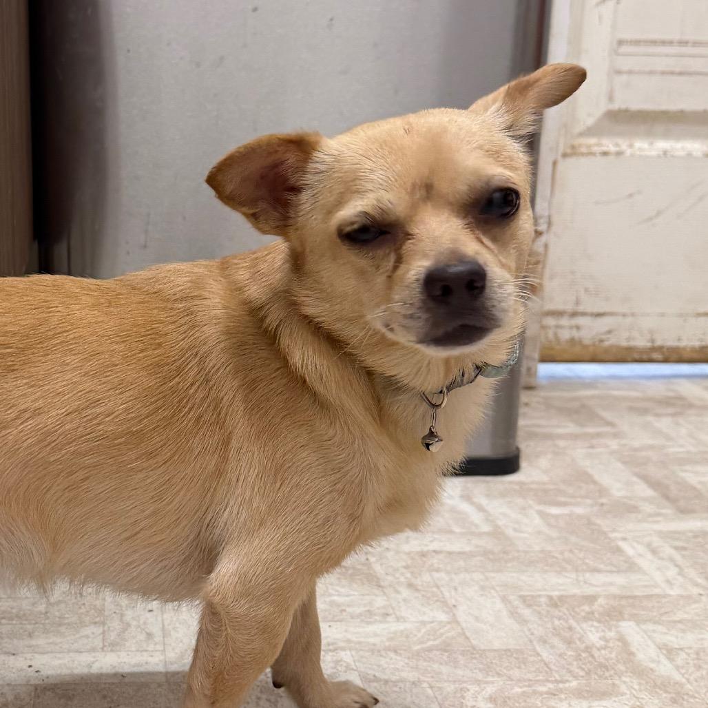 Gelato / Hazard, a Adoptable mixed breed in Mount Shasta, CA image 2/6