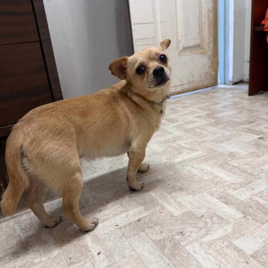 Gelato / Hazard, a Adoptable mixed breed in Mount Shasta, CA image 3/6