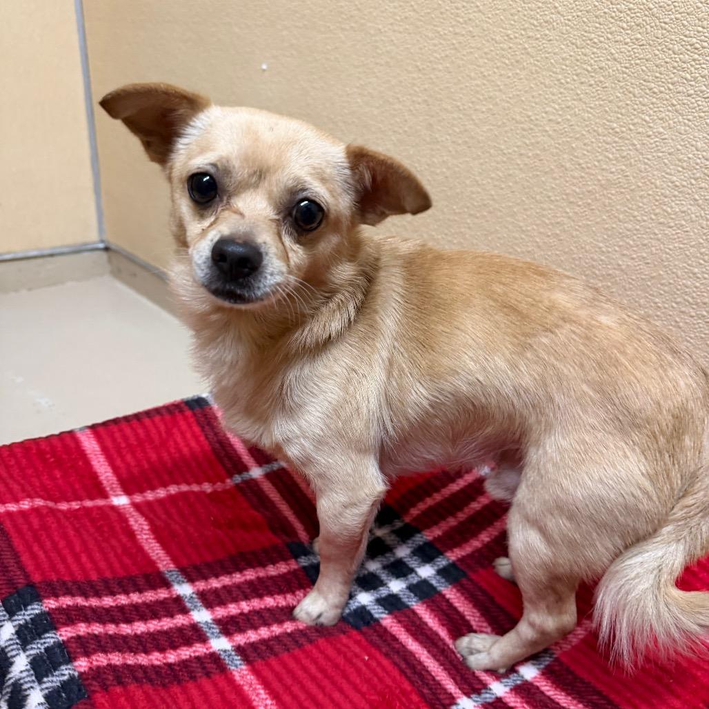 Gelato / Hazard, a Adoptable mixed breed in Mount Shasta, CA image 4/6