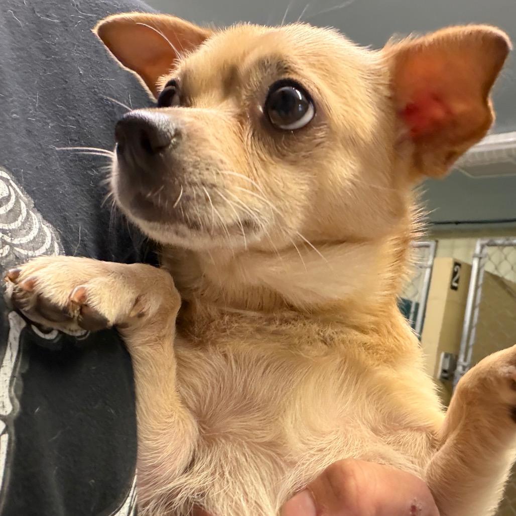 Gelato / Hazard, a Adoptable mixed breed in Mount Shasta, CA image 5/6