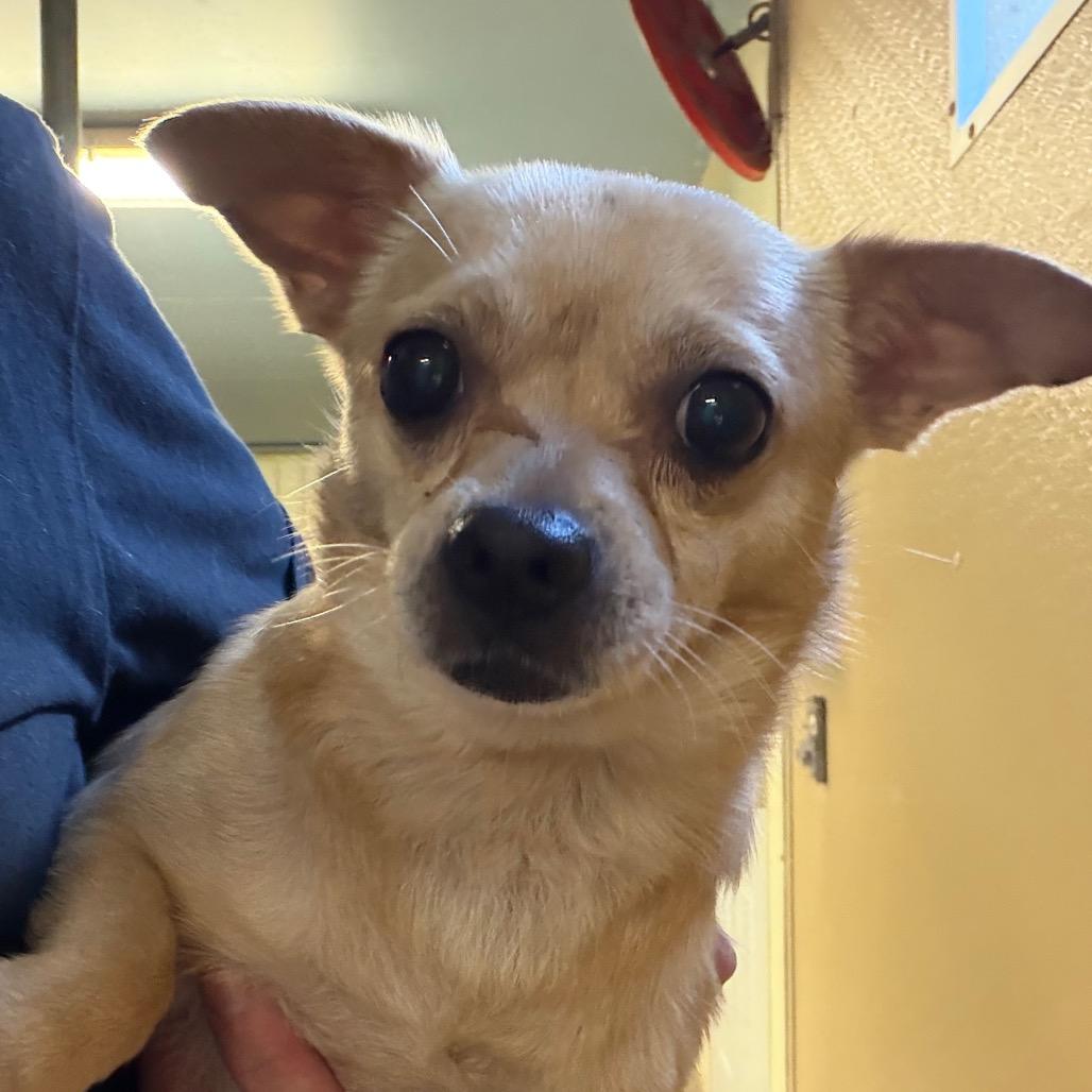 Gelato / Hazard, a Adoptable mixed breed in Mount Shasta, CA image 6/6