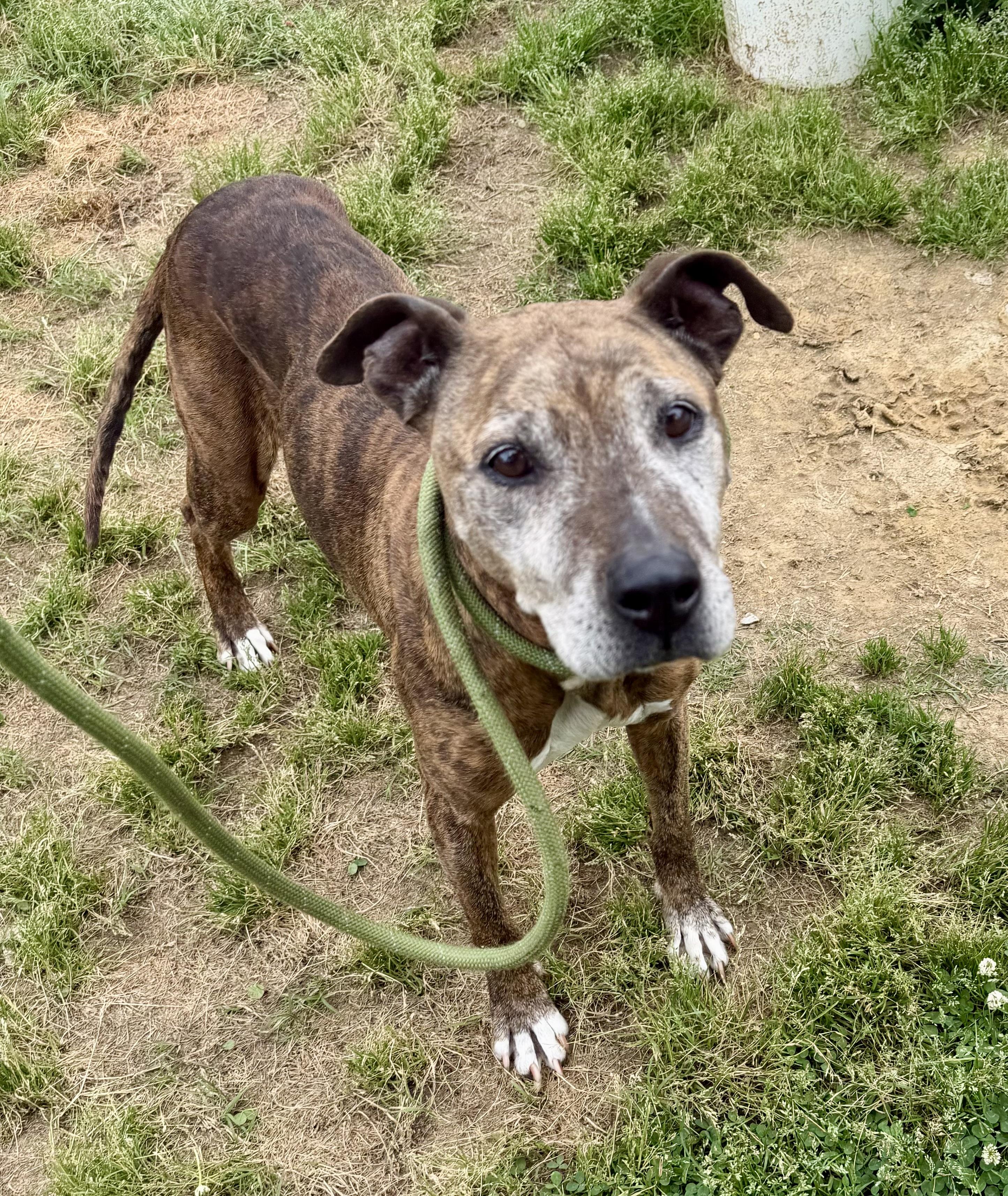 Enlarge Jade, a ADOPTABLE mixed breed in Lancaster, SC image 2/2