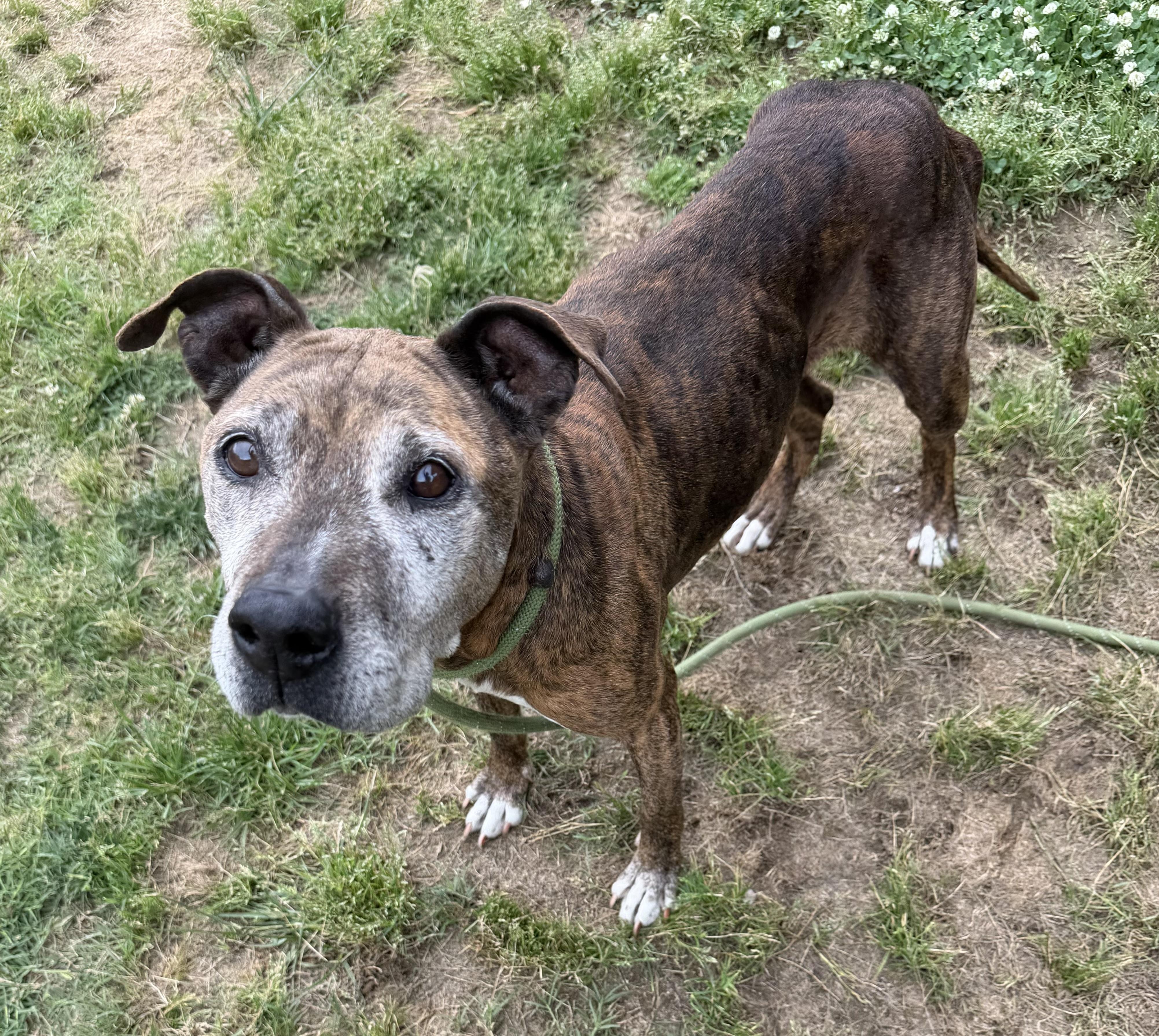 Jade, ADOPTABLE, Senior Female Terrier.