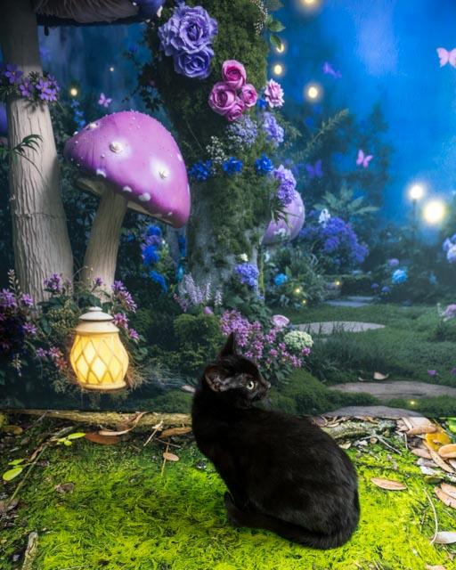 Sonny — thumbnail 2