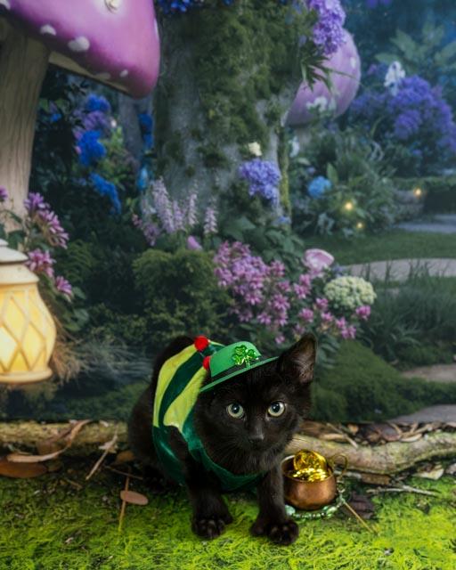 Sonny — thumbnail 3