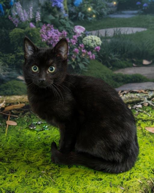 Sonny — thumbnail 4