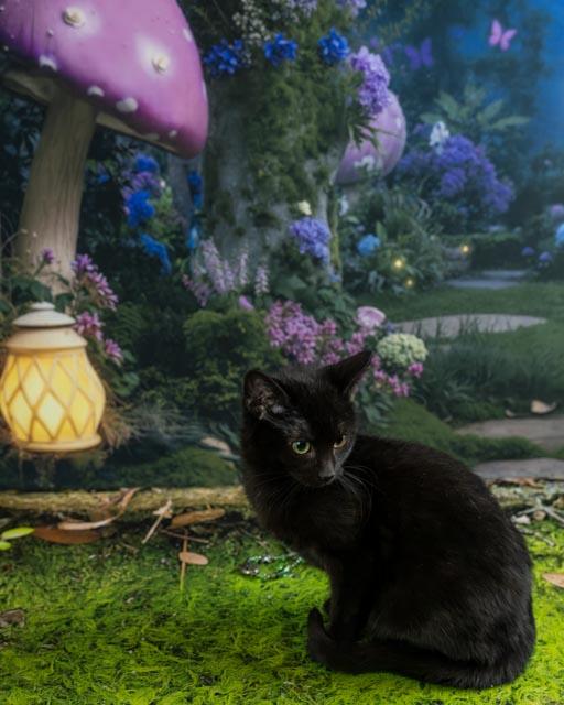 Sonny — thumbnail 5