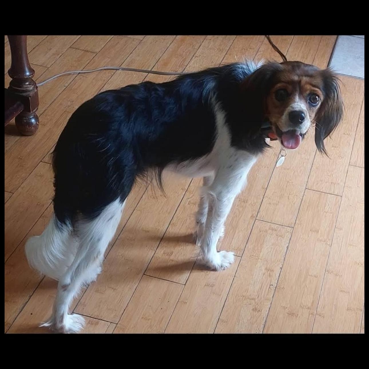 Piper