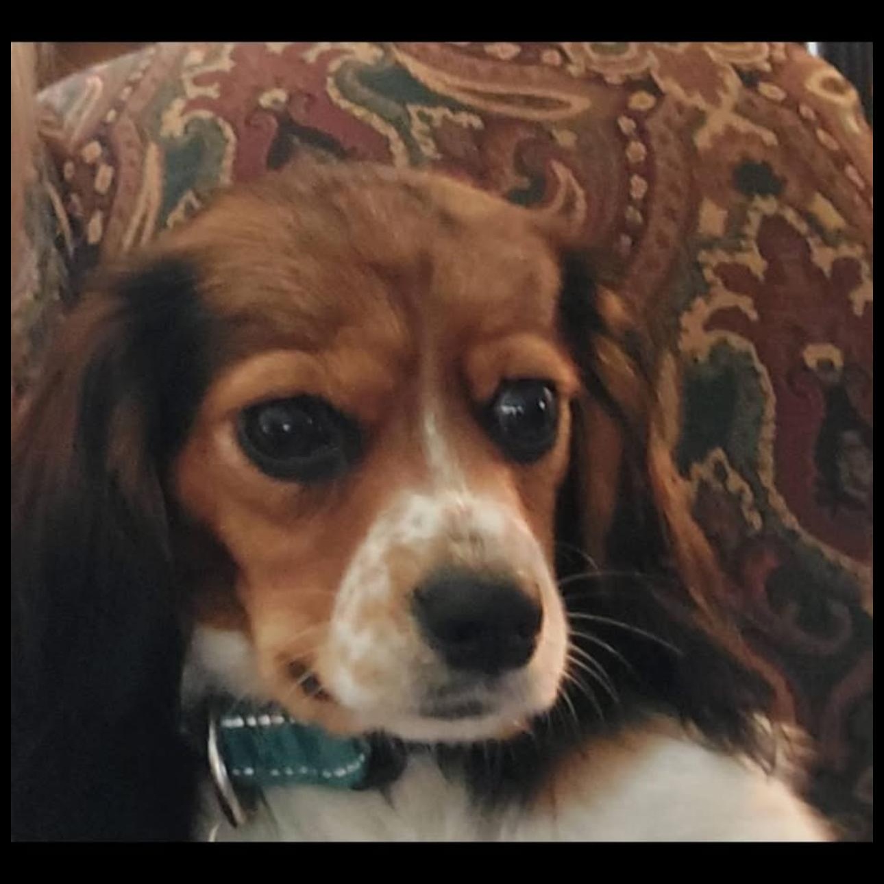 Piper thumbnail 2