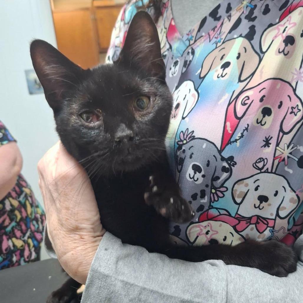 Spooky 3, Adoptable, Adult Male Domestic Short Hair.