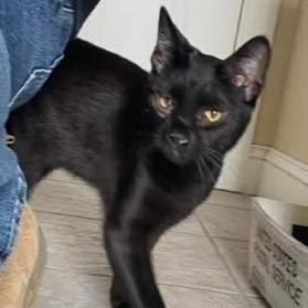 Spooky 3, a Adoptable Domestic Short Hair in Winchester, VA image 2/2