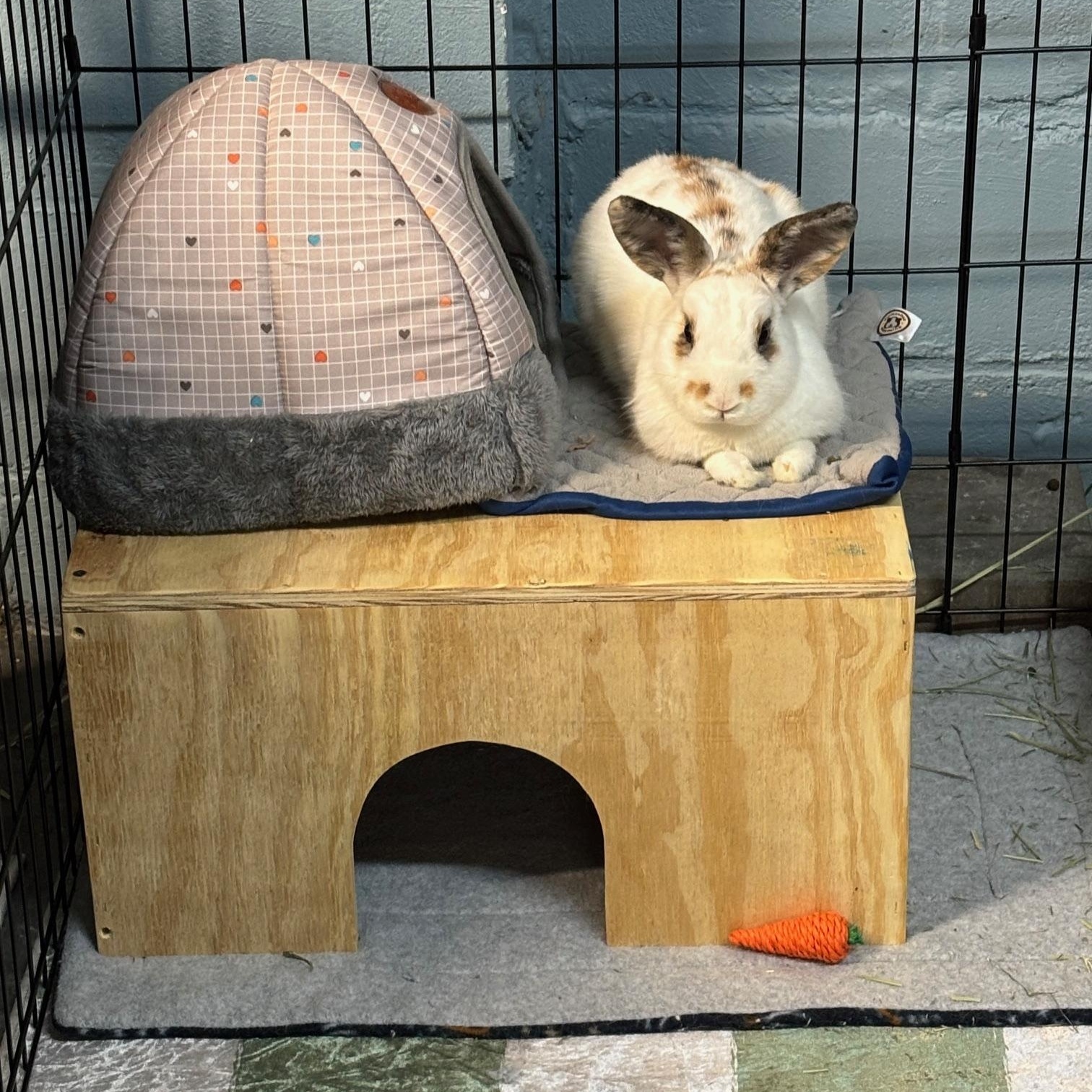 STASH (YOUNG NEUTERED MALE), a Adoptable mixed breed in Forest Hills, NY image 3/6