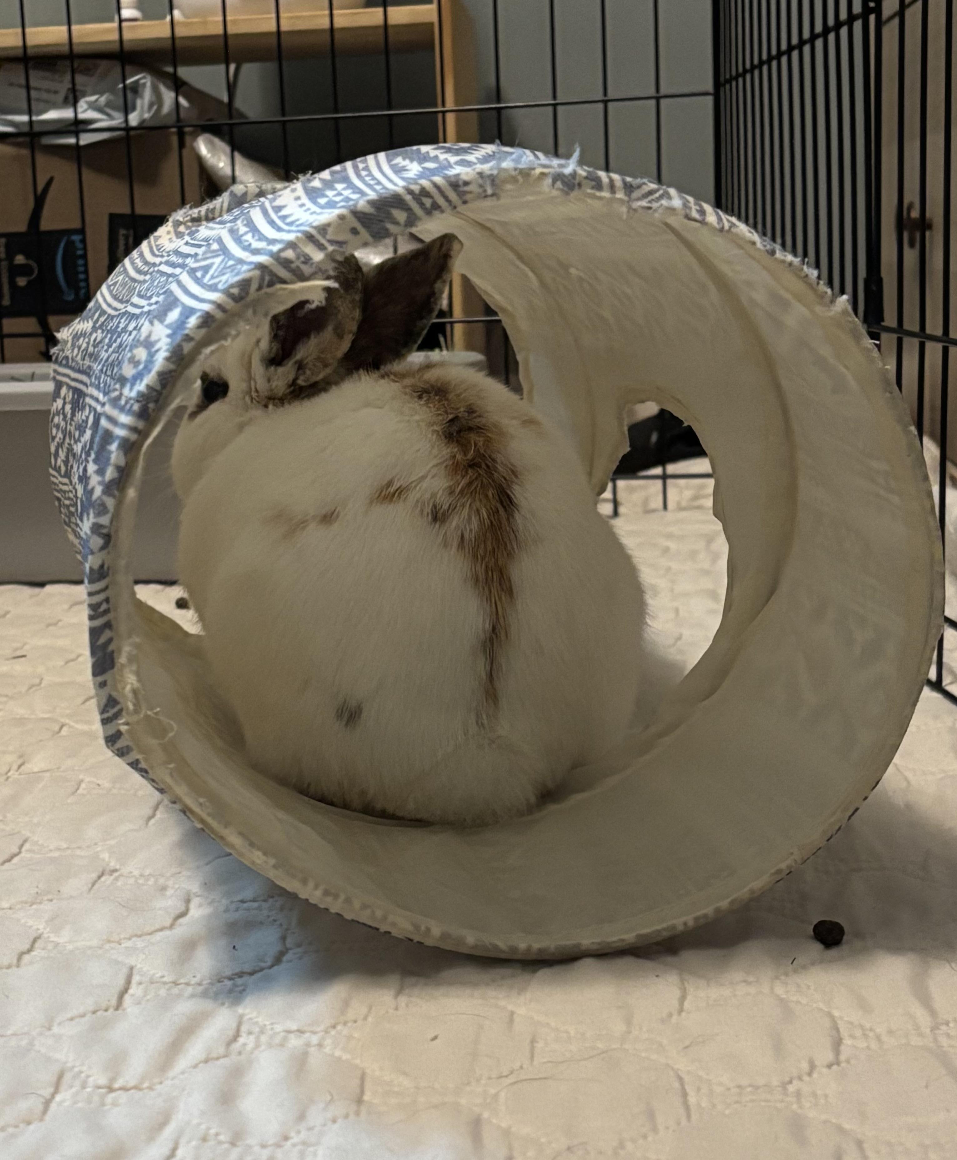 STASH (YOUNG NEUTERED MALE), a Adoptable mixed breed in Forest Hills, NY image 4/6