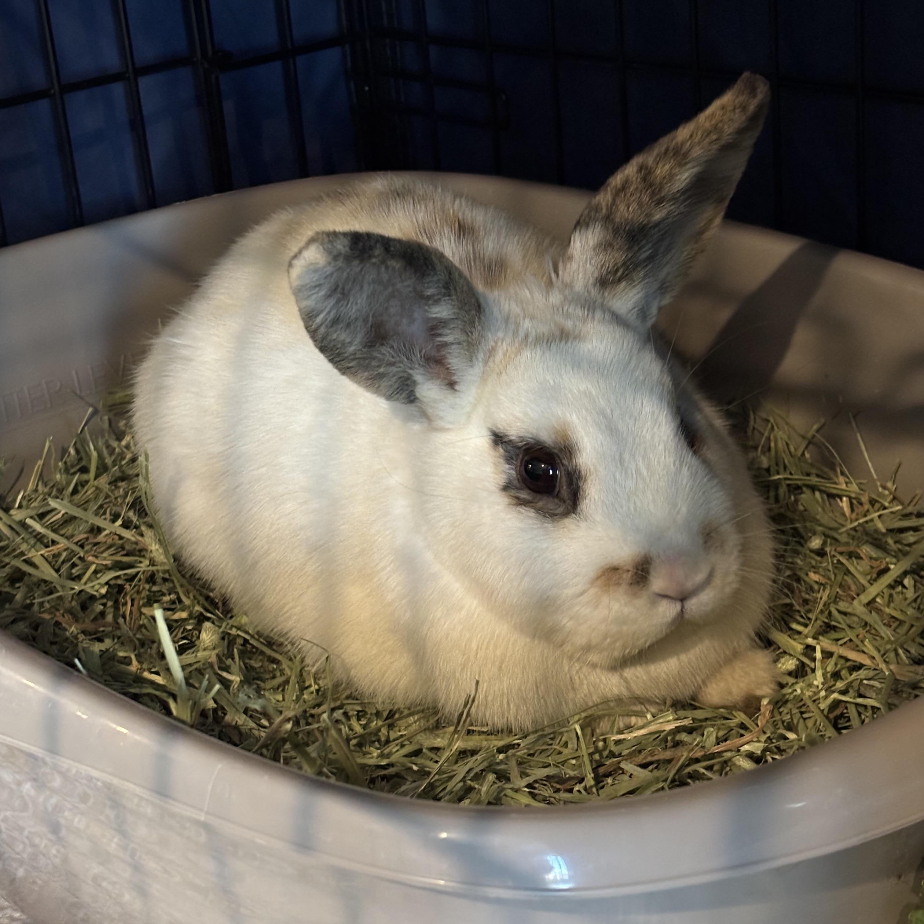 STASH (YOUNG NEUTERED MALE) photo 5