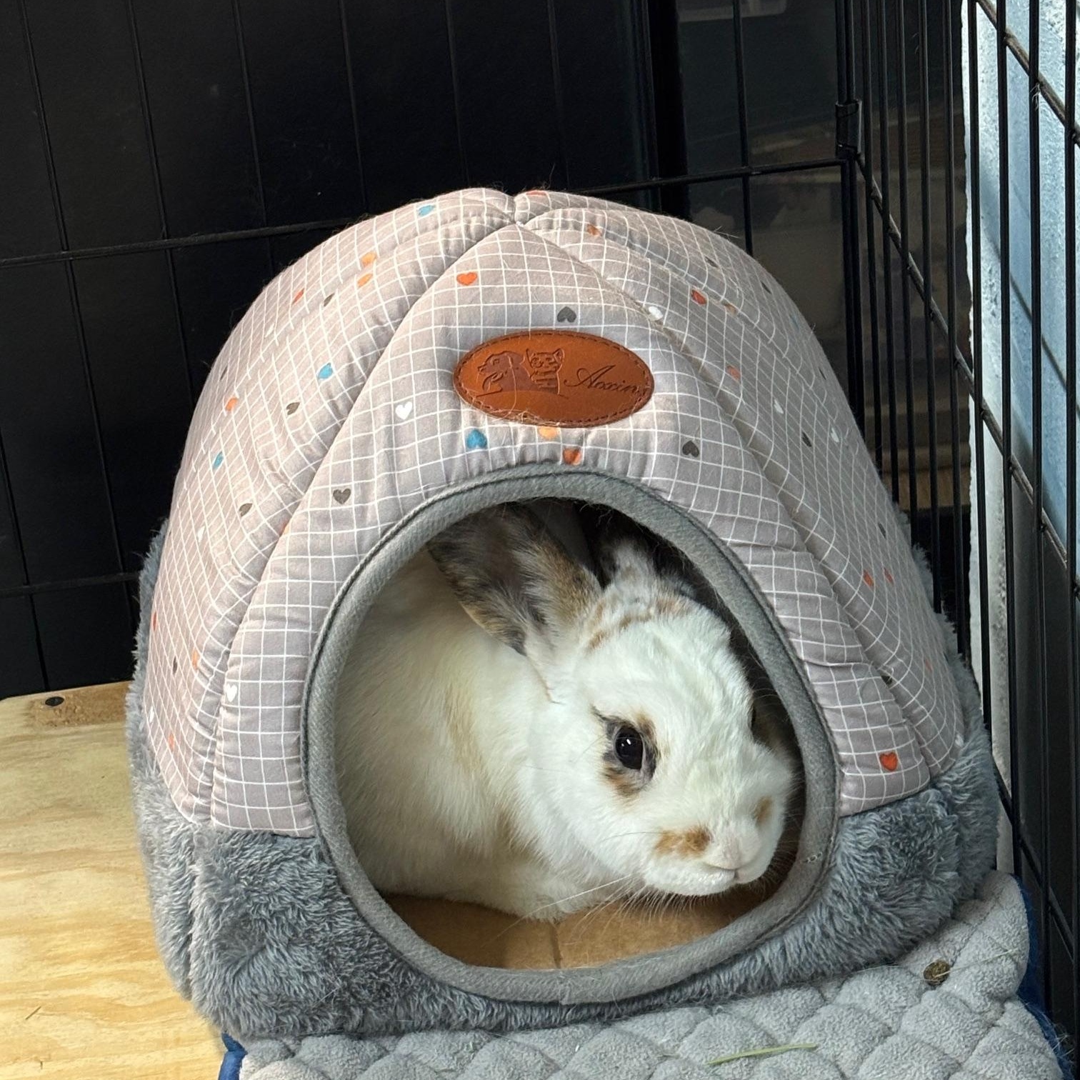 STASH (YOUNG NEUTERED MALE), a Adoptable mixed breed in Forest Hills, NY image 2/6