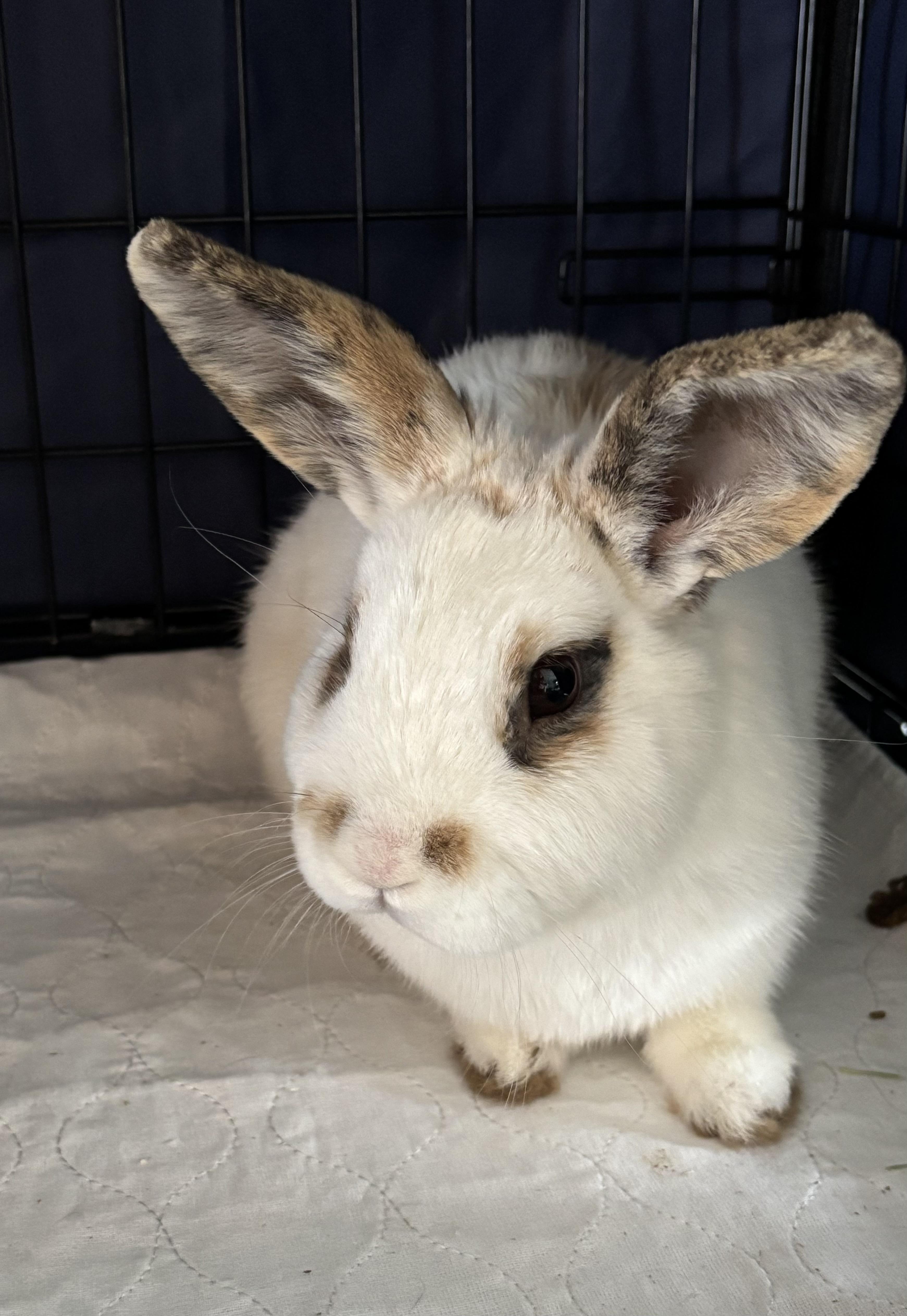 STASH (YOUNG NEUTERED MALE) photo 1