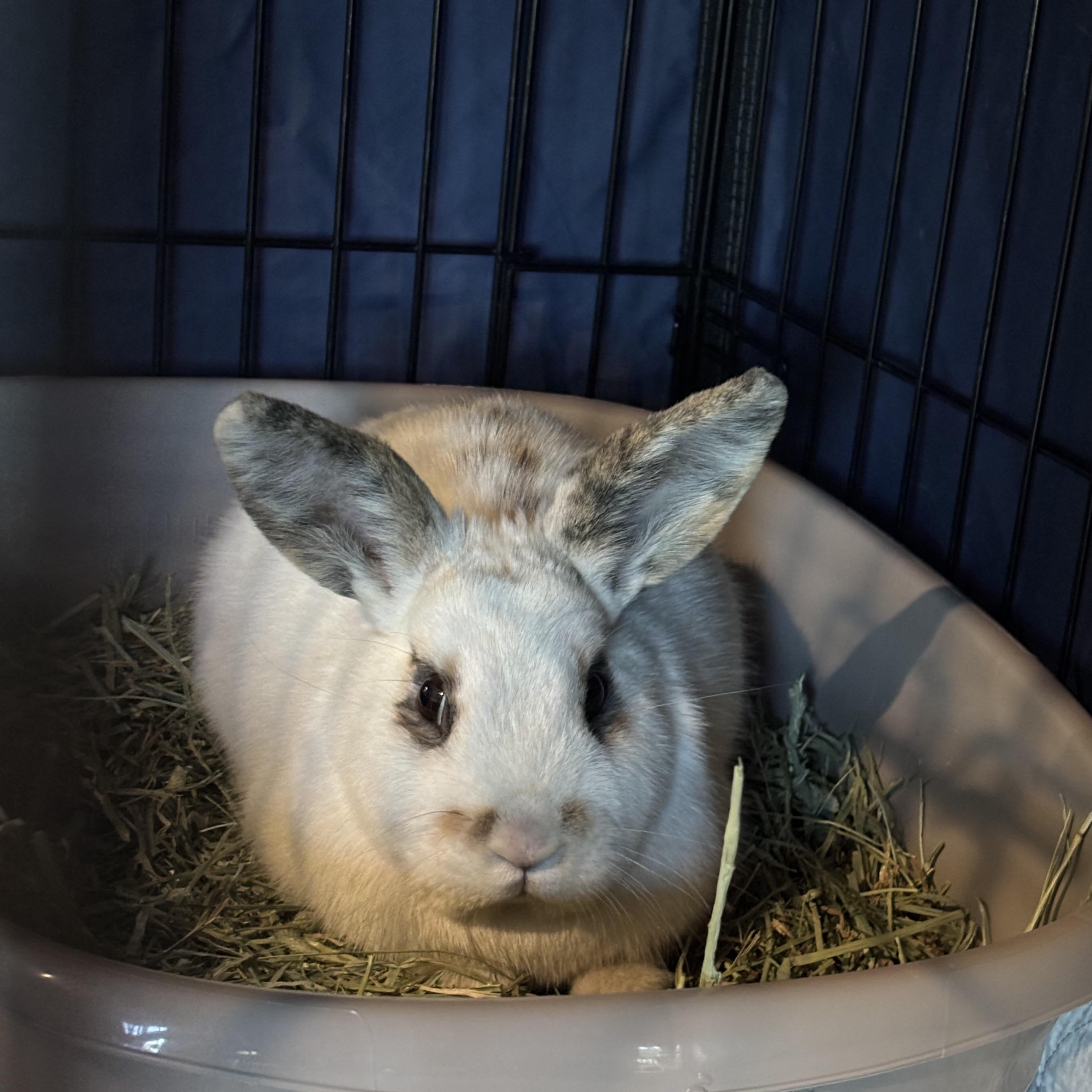 STASH (YOUNG NEUTERED MALE) photo 6