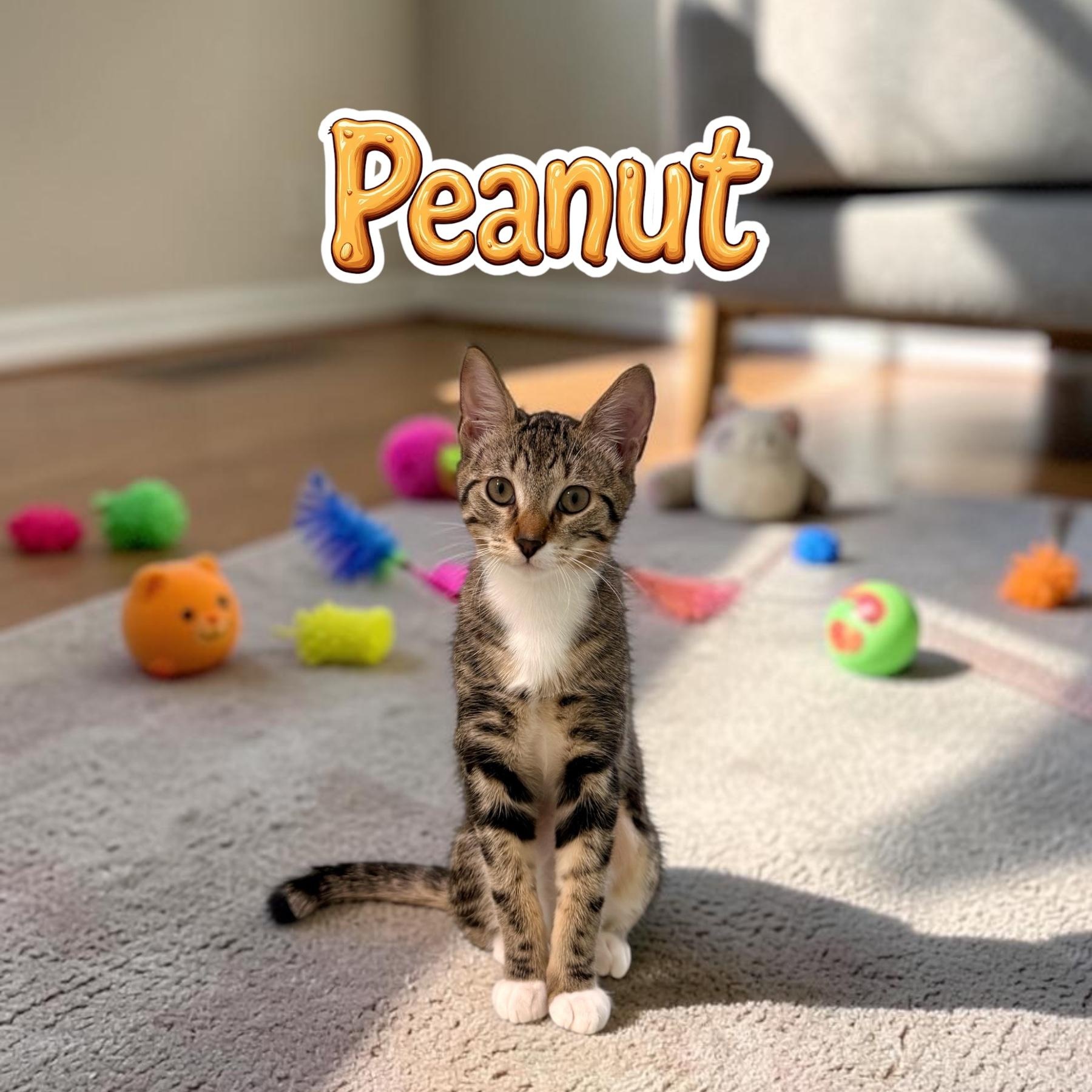 Sweet Peanut, Adoptable, Kitten Female Tabby & Domestic Short Hair.