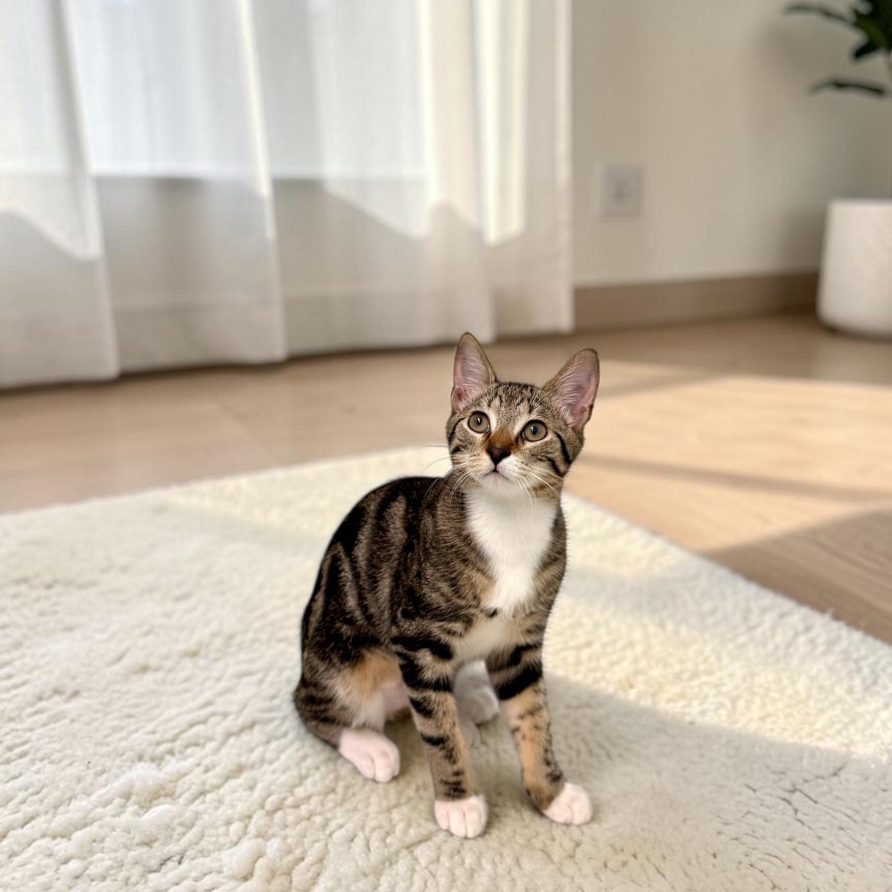 Enlarge Sweet Peanut, a Adoptable mixed breed in Boca Raton, FL image 3/6