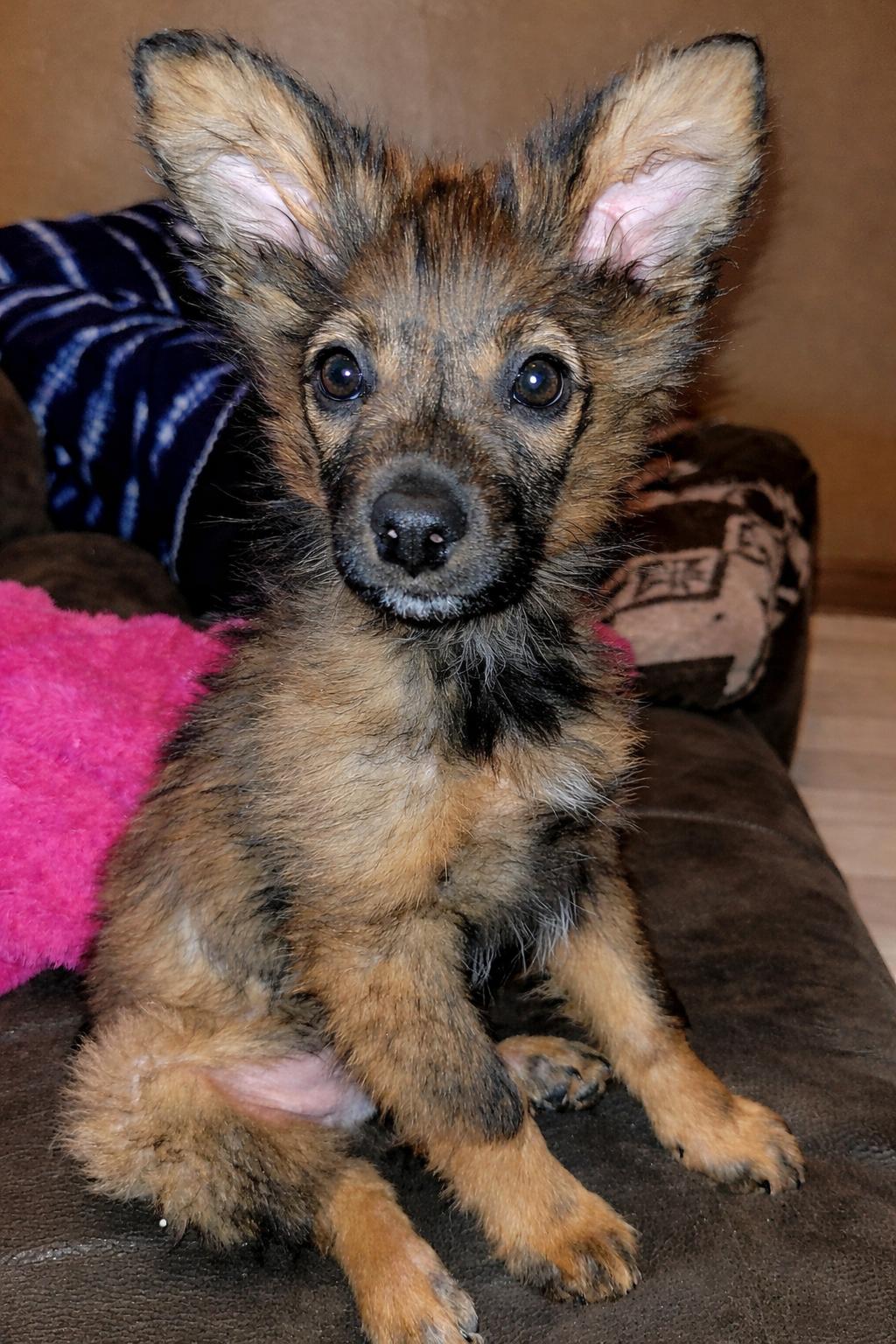 Ranger, Adopted, Puppy Male Mixed Breed.