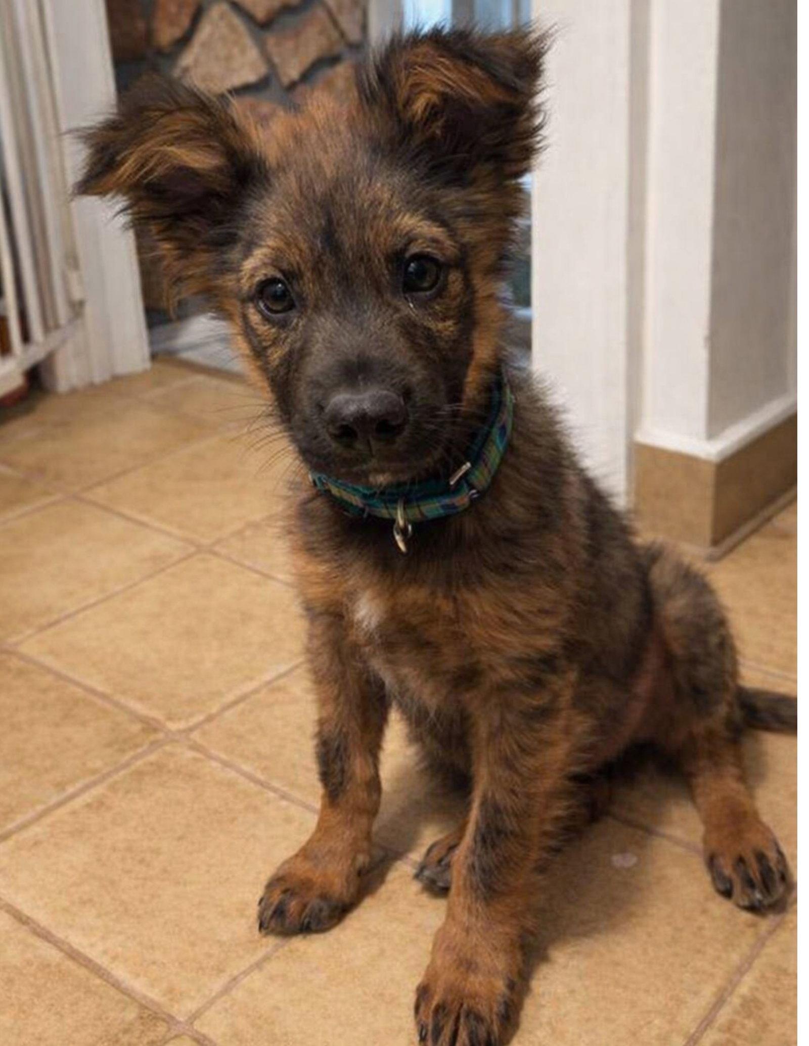 Enlarge Ranger, a Adopted Mixed Breed in Laramie, WY image 2/3
