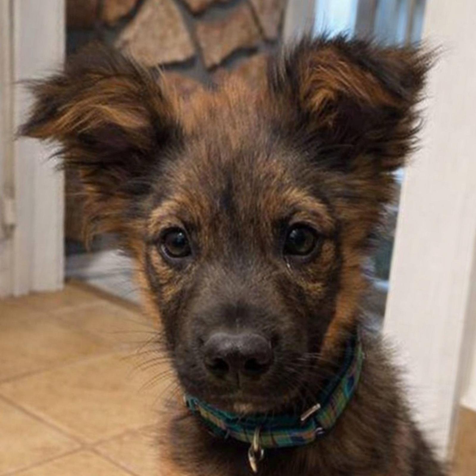 Enlarge Ranger, a Adopted Mixed Breed in Laramie, WY image 3/3