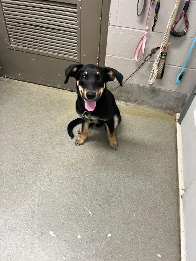 Hugo, Adoptable, Puppy Male Shepherd.