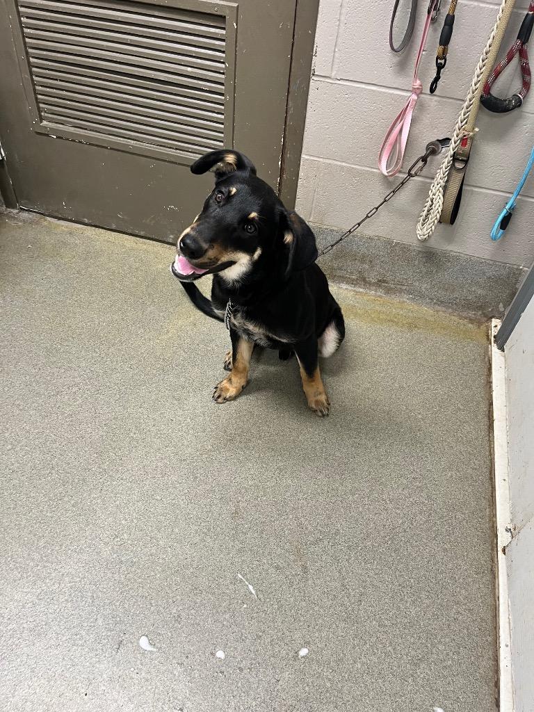 Enlarge Hugo, a Adoptable Shepherd in Hopkinsville, KY image 2/2