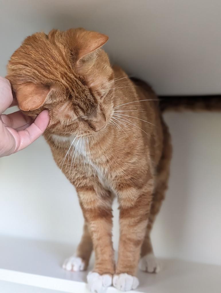 Cello, Adoptable, Adult Male American Shorthair.
