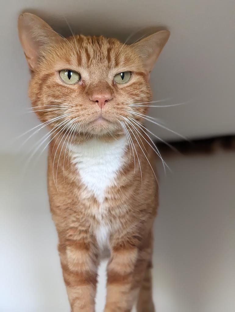 Cello, a Adoptable American Shorthair in Greenfield, IN image 2/6