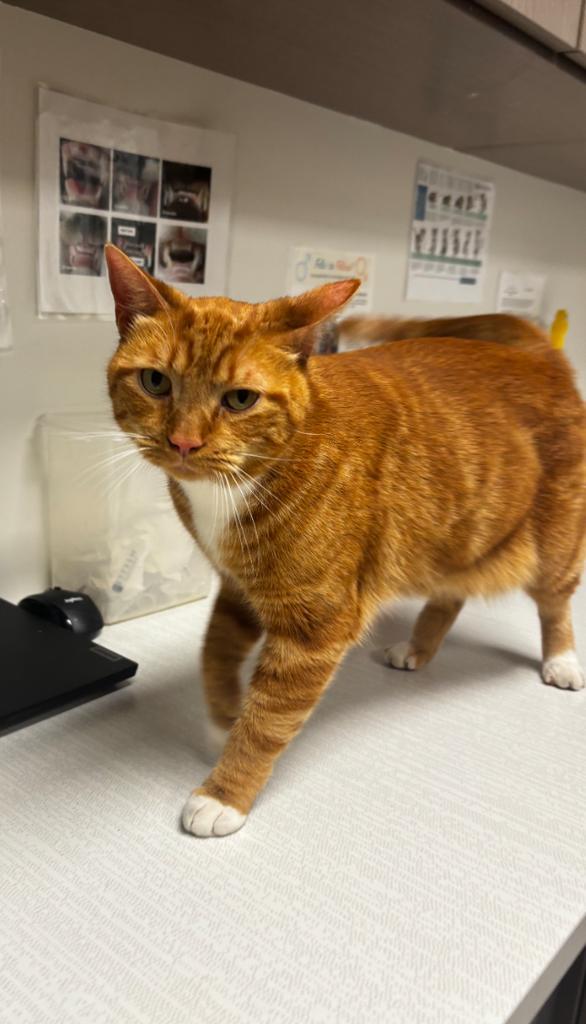 Cello, a Adoptable American Shorthair in Greenfield, IN image 3/6