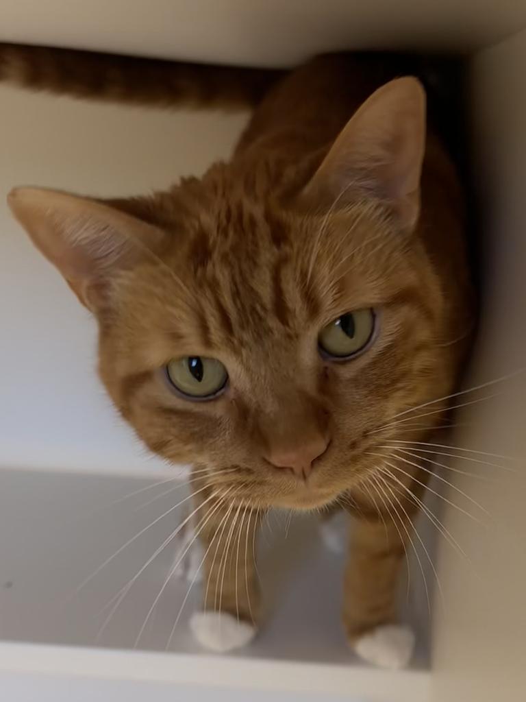 Cello, a Adoptable American Shorthair in Greenfield, IN image 4/6