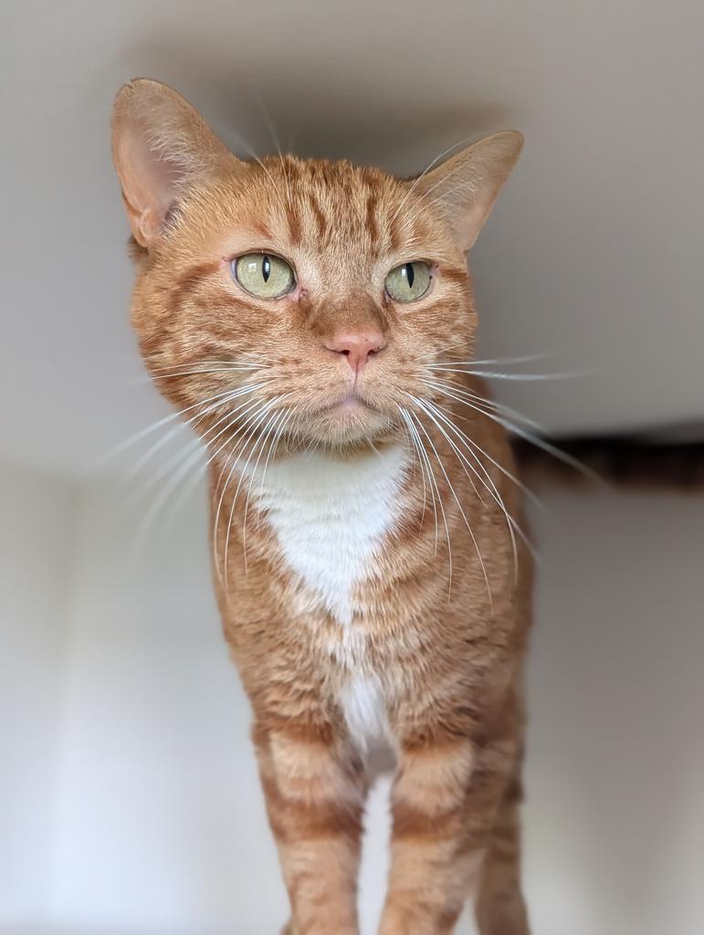 Cello, a Adoptable American Shorthair in Greenfield, IN image 5/6