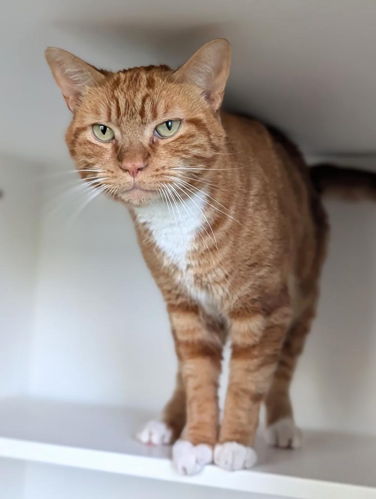 Cello, a Adoptable American Shorthair in Greenfield, IN image 6/6