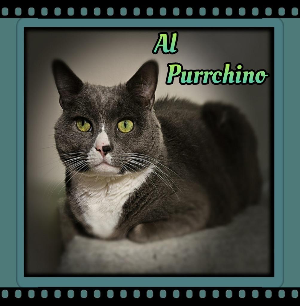 Enlarge Al Purrchino, a Adoptable Domestic Short Hair in Jacksonville, IL image 1/1