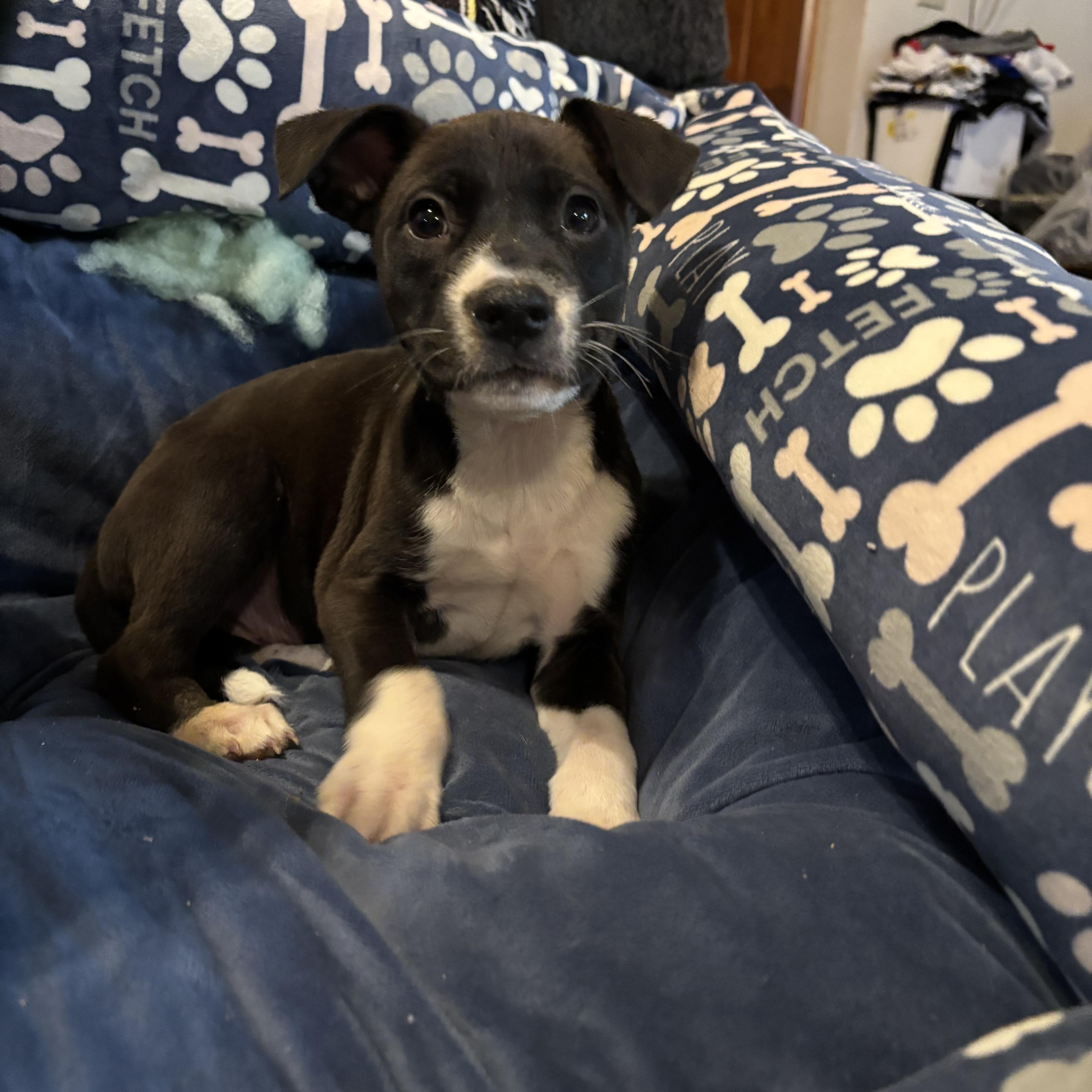 Allen, Adoptable, Puppy Male Black Labrador Retriever.