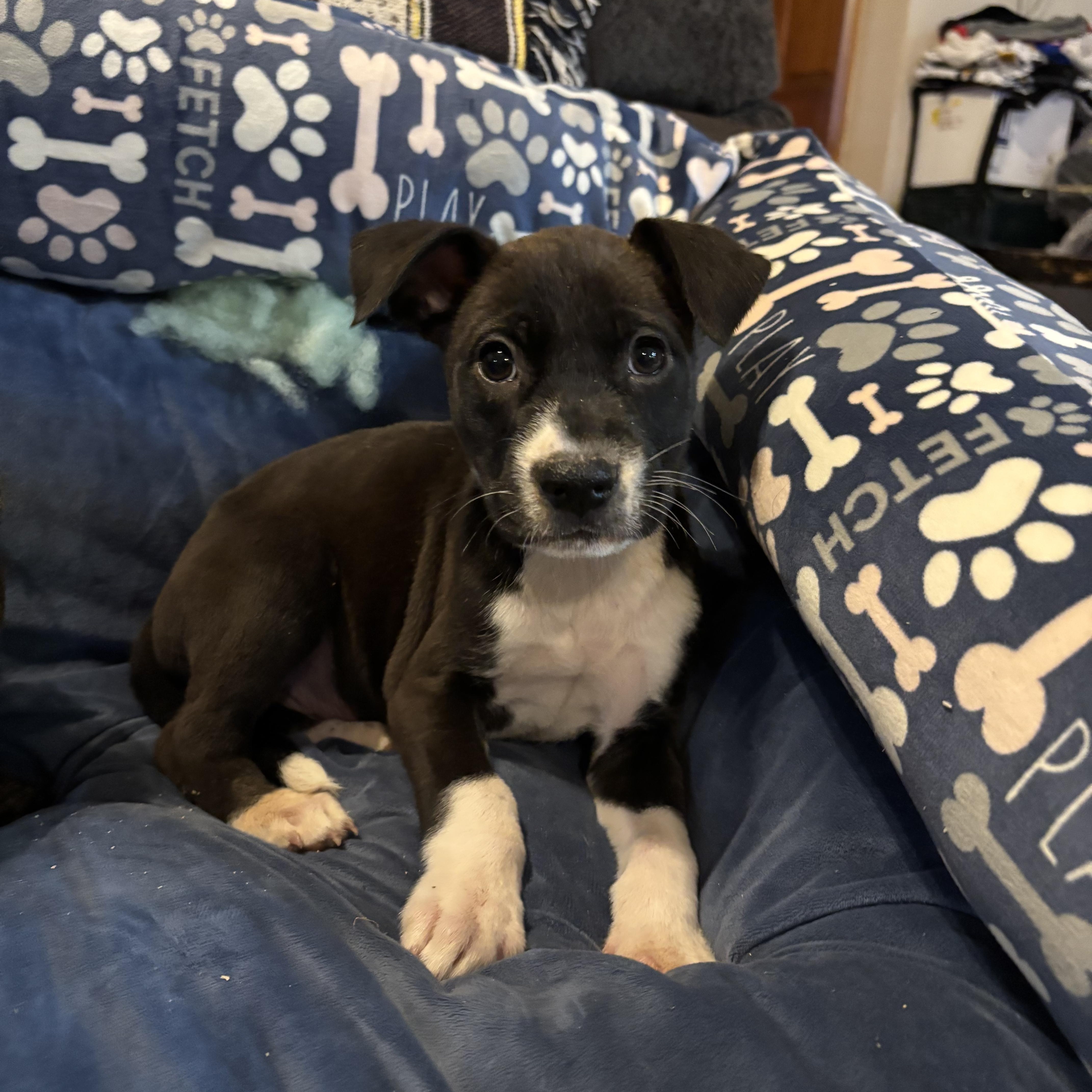 Enlarge Allen, a Adoptable mixed breed in Huachuca City, AZ image 2/3