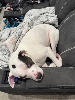 Daxton (In foster), Adoptable, Senior Male Pit Bull Terrier & Mixed Breed.