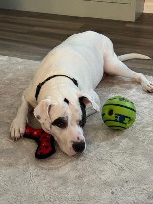 Enlarge Daxton (In foster), a Adoptable mixed breed in Fishers, IN image 2/3